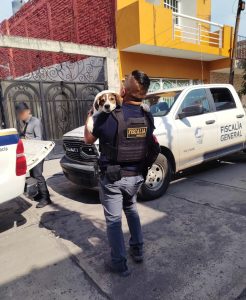 FGE rescata a dos perros en condiciones de abandono durante cateo en Sahuayo.