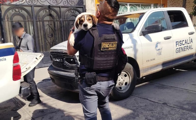 FGE rescata a dos perros en condiciones de abandono durante cateo en Sahuayo.