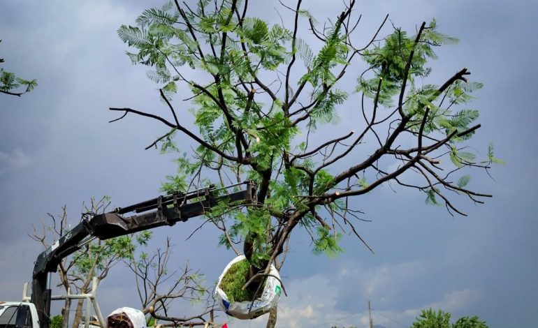 Morebús fortalece la compensación ambiental con la replantación de 50 árboles.