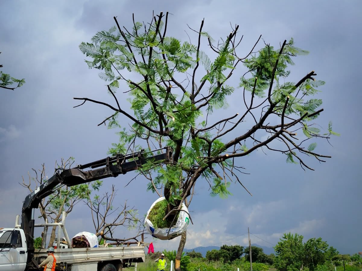 Morebús fortalece la compensación ambiental con la replantación de 50 árboles.