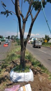 Sedum intensifica rescate y trasplante de árboles en el trayecto del Morebús.<br>