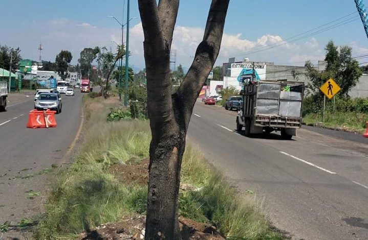 Sedum intensifica rescate y trasplante de árboles en el trayecto del Morebús.