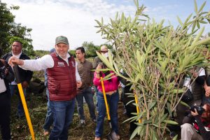 Inicia Bedolla reforestación de 32 mil árboles por obra del Morebús; plantan los primeros 5 mil en Villas del Pedregal.