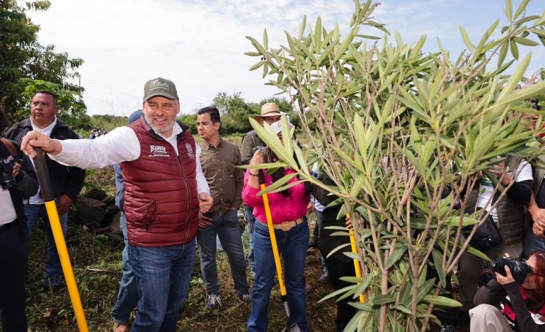 Inicia Bedolla reforestación de 32 mil árboles por obra del Morebús; plantan los primeros 5 mil en Villas del Pedregal.