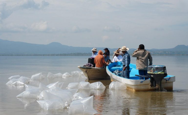 Compesca libera 80 mil nuevas crías de pez blanco en el lago de Pátzcuaro