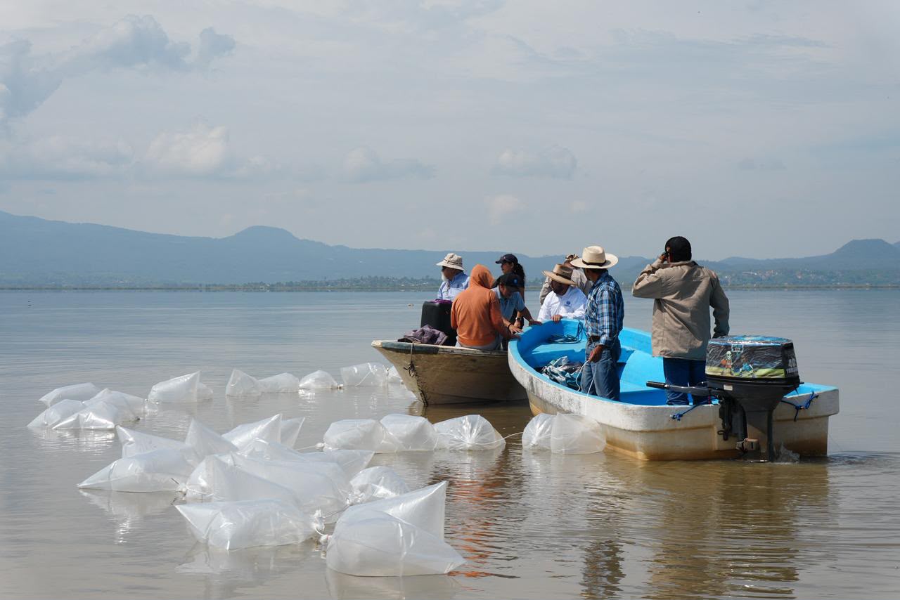 Compesca libera 80 mil nuevas crías de pez blanco en el lago de Pátzcuaro
