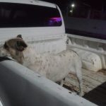 Investiga FGE posibles actos de crueldad animal cometidos contra dos ejemplares caninos