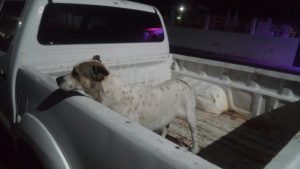 Investiga FGE posibles actos de crueldad animal cometidos contra dos ejemplares caninos