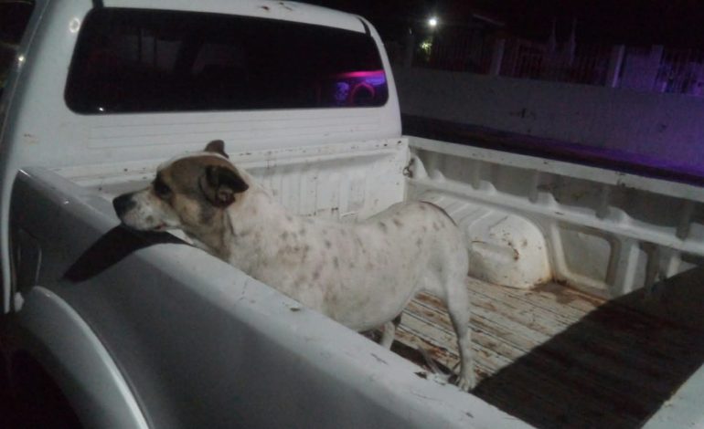 Investiga FGE posibles actos de crueldad animal cometidos contra dos ejemplares caninos