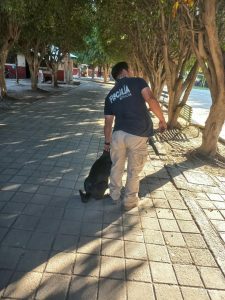 Localiza FGE a segundo canino relacionado con investigación por maltrato animal