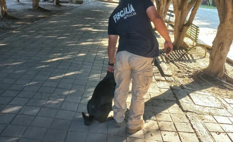 Localiza FGE a segundo canino relacionado con investigación por maltrato animal