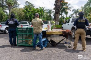 Zoológico de Morelia resguarda un tigre de Bengala, un mono araña y dos loros cabeza amarilla