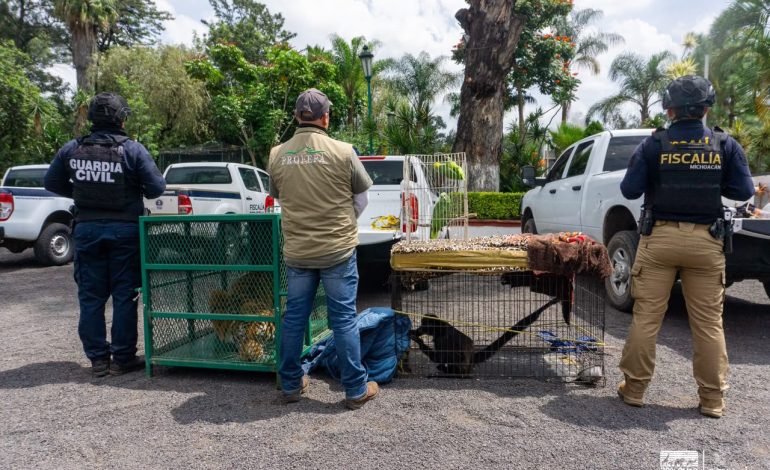 Zoológico de Morelia resguarda un tigre de Bengala, un mono araña y dos loros cabeza amarilla