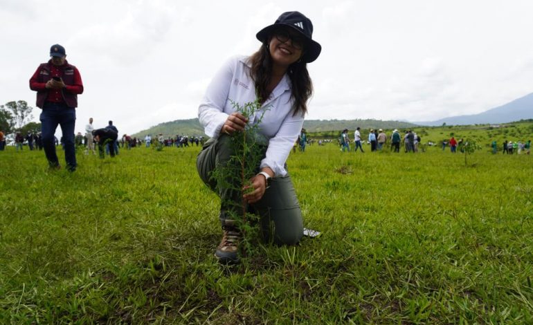Crece 120% la reforestación en Áreas de Conservación de Michoacán; van 55 mil plantas
