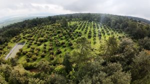 A 2 años de su implementación, Guardián Forestal revoluciona protección ambiental en Michoacán