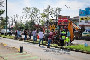 Con la replantación de 4 jacarandas, avanza plan ambiental del Morebús