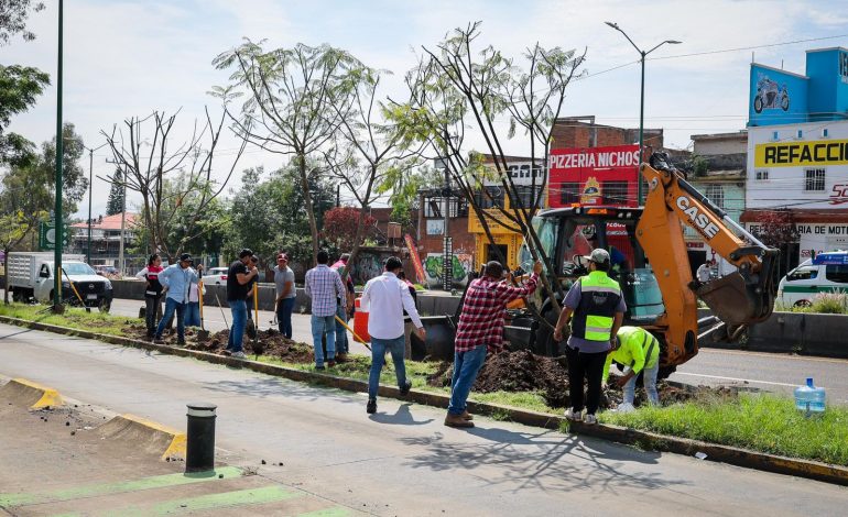 Con la replantación de 4 jacarandas, avanza plan ambiental del Morebús
