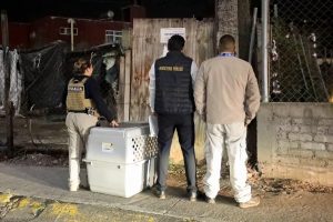 FGE rescata a ejemplar canino durante cateo por posible maltrato animal en Morelia