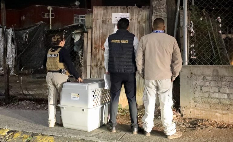 FGE rescata a ejemplar canino durante cateo por posible maltrato animal en Morelia