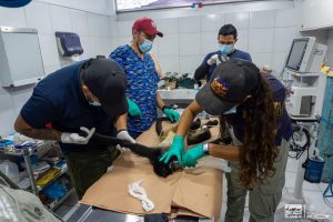 Resguarda Zoológico de Morelia a mono araña rescatado en Nueva Italia.<br>