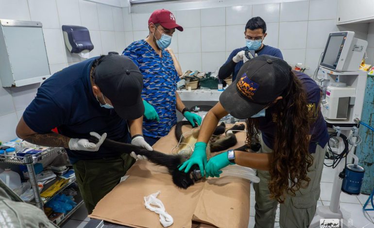 Resguarda Zoológico de Morelia a mono araña rescatado en Nueva Italia.