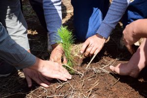 ¿Quieres reforestar tu calle o colonia? Cofom regala hasta 100 plantas en Morelia.