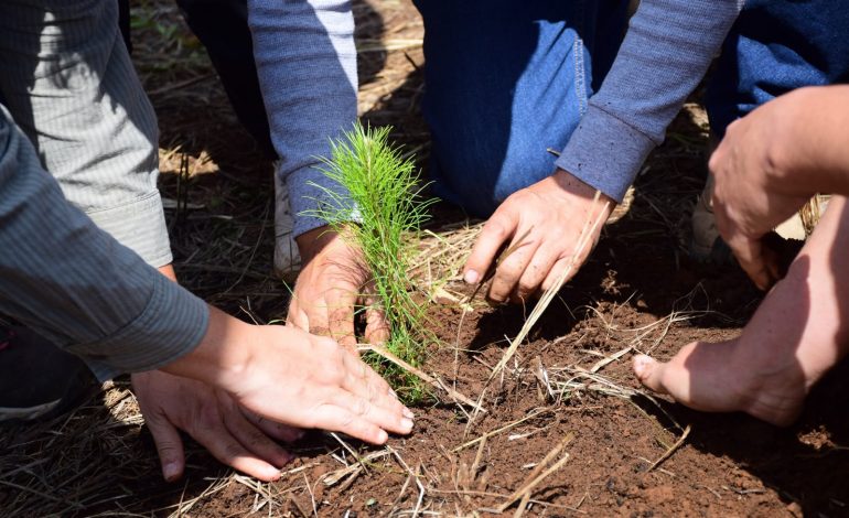 ¿Quieres reforestar tu calle o colonia? Cofom regala hasta 100 plantas en Morelia.
