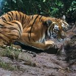 Rescatan tigre de Bengala, mono araña y loros en cateos en Peribán y Los Reyes; hay un detenido.