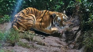 Rescatan tigre de Bengala, mono araña y loros en cateos en Peribán y Los Reyes; hay un detenido.
