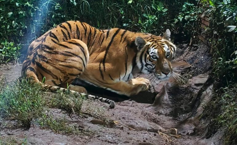 Rescatan tigre de Bengala, mono araña y loros en cateos en Peribán y Los Reyes; hay un detenido.