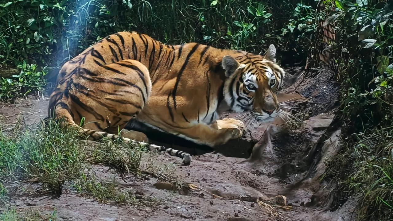 Rescatan tigre de Bengala, mono araña y loros en cateos en Peribán y Los Reyes; hay un detenido.