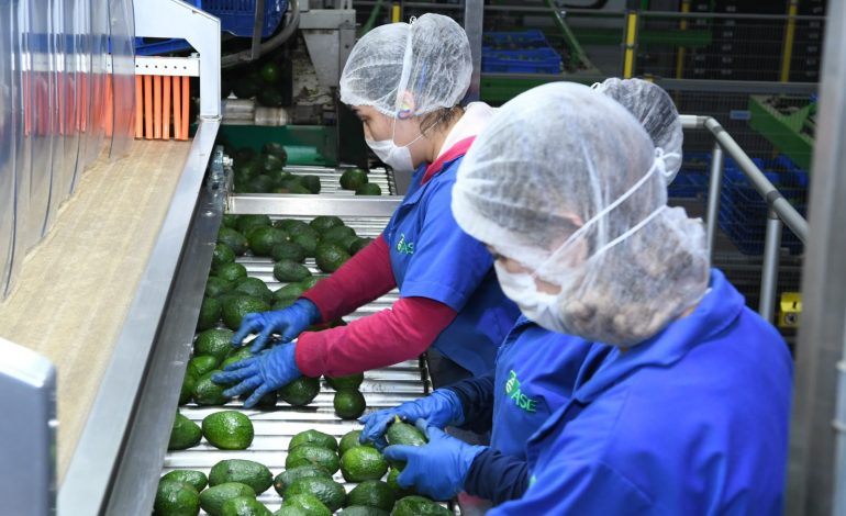 Certificado Laboral para la Agroexportación protege derechos de jornaleros del aguacate
