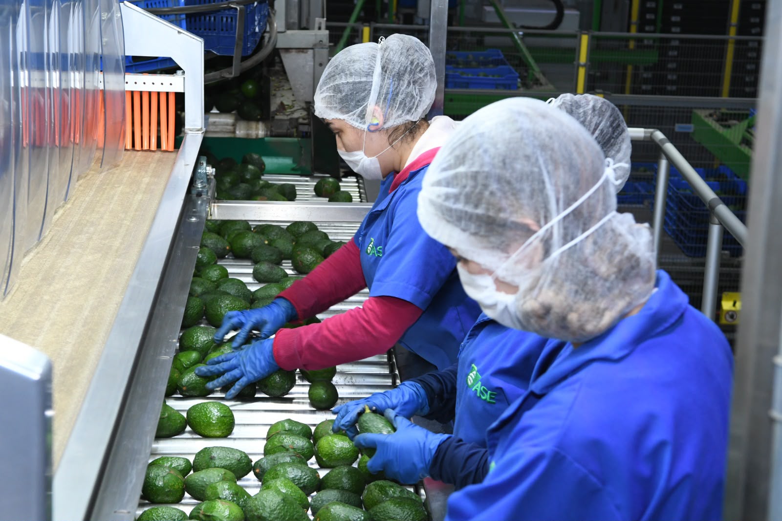 Certificado Laboral para la Agroexportación protege derechos de jornaleros del aguacate