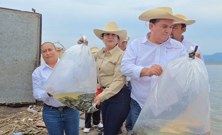 Compesca dona 100 mil crías de tilapia para fortalecer la producción acuícola en Churumuco
