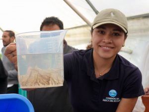 Suman 215 mil ejemplares de pez blanco liberados en el lago de Pátzcuaro