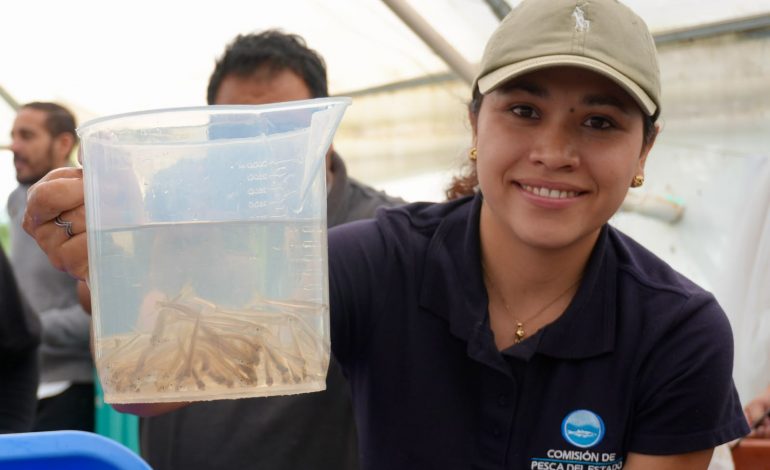 Suman 215 mil ejemplares de pez blanco liberados en el lago de Pátzcuaro