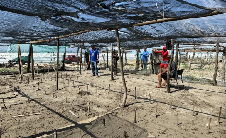 Habilitan centros de acopio para recuperación de campamentos tortugueros