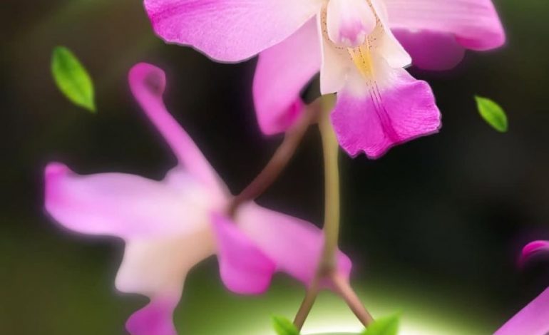 Ceconexpo invita a disfrutar de la Expo Orquídeas y Plantas 2026 en Morelia