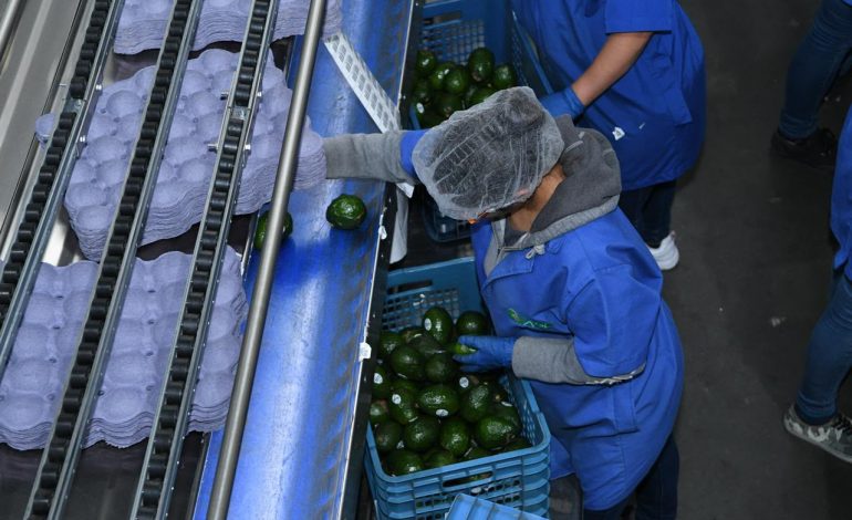 ¿Exportas aguacate? Tienes que tramitar el Certificado Laboral para la Agroexportación