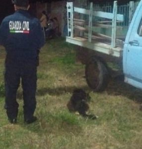 Detienen a hombre por presunta agresión contra un perro y amenazas a vecinos en Puruándiro