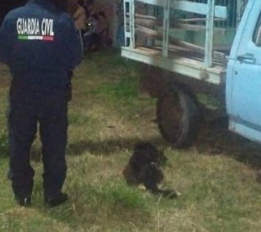 Detienen a hombre por presunta agresión contra un perro y amenazas a vecinos en Puruándiro