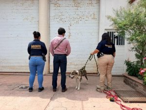 Rescata FGE a ejemplar canino en severo estado de desnutrición durante cateo en Zitácuaro