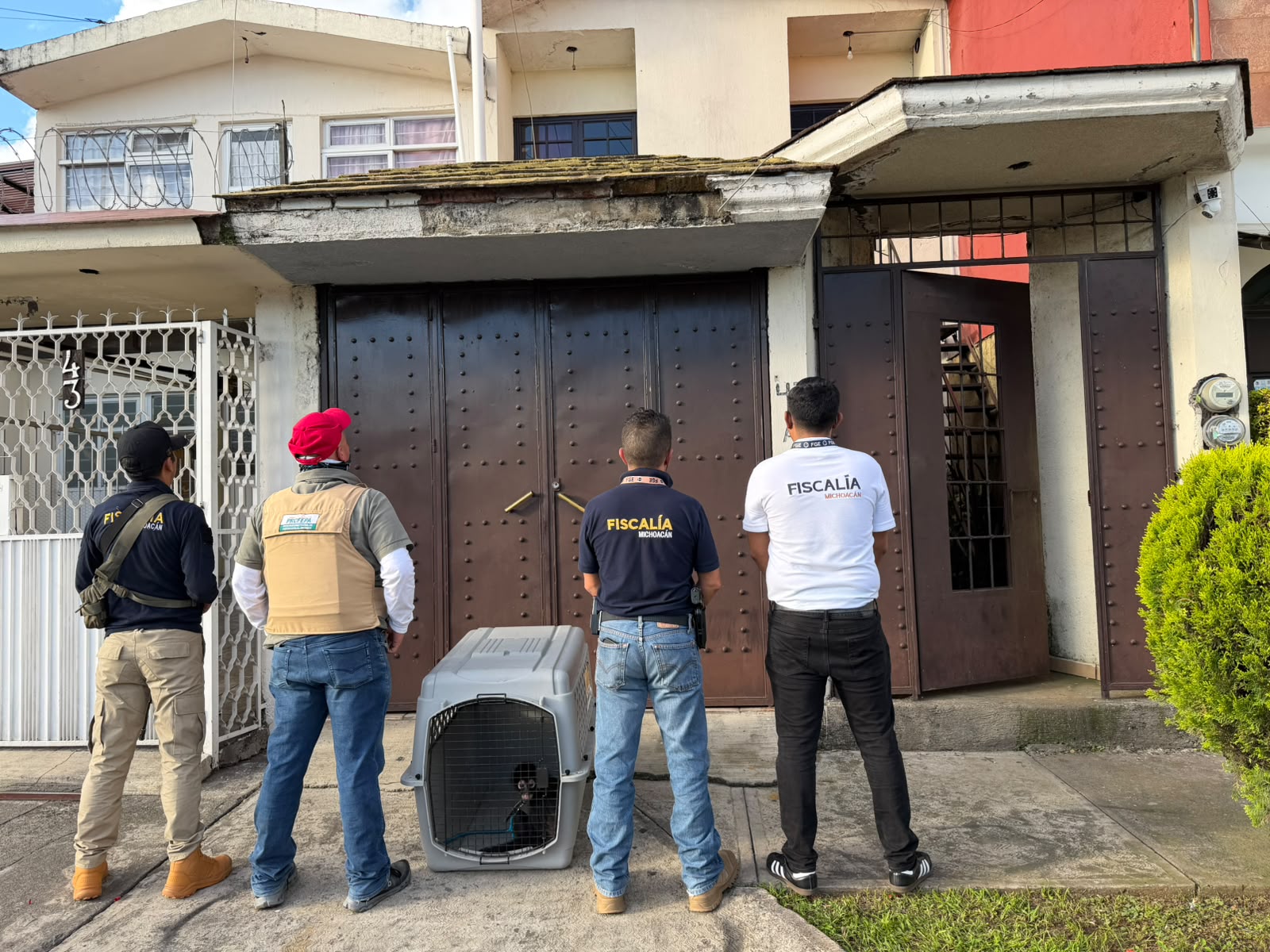 Asegura Fiscalía General un mono araña en condiciones de cautiverio en Uruapan
