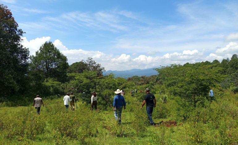 Michoacán triplica superficie de conservación forestal; más de 212 mil hectáreas protegidas