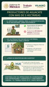 Productores de aguacate no están obligados a tramitar el certificado laboral; corresponde a exportadores