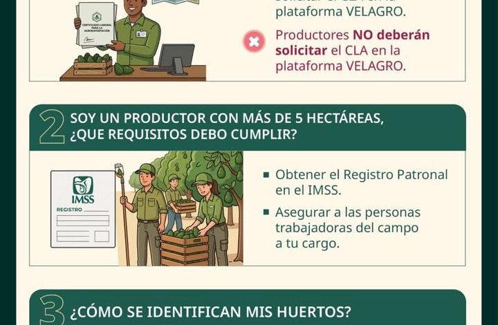 Productores de aguacate no están obligados a tramitar el certificado laboral; corresponde a exportadores