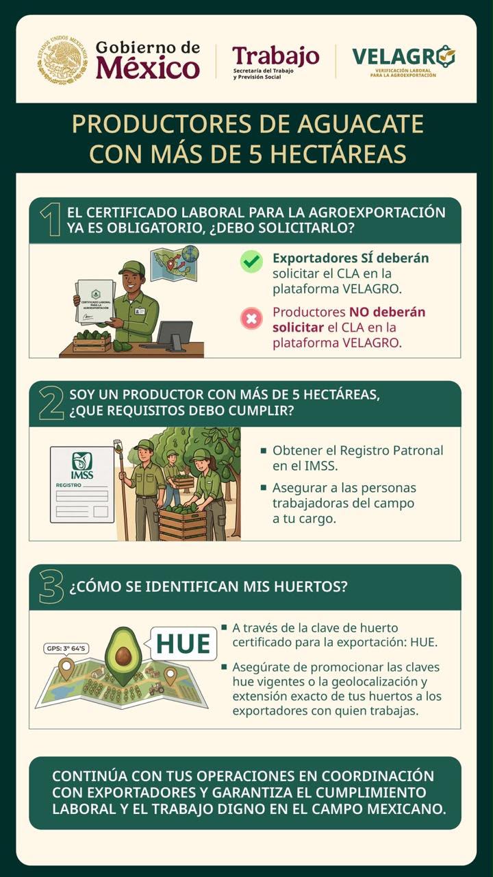 Productores de aguacate no están obligados a tramitar el certificado laboral; corresponde a exportadores