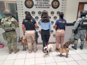 Rescata FGE cuatro ejemplares caninos durante cateo por maltrato animal en Coalcomán
