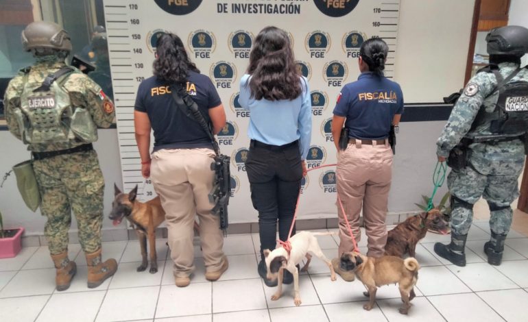 Rescata FGE cuatro ejemplares caninos durante cateo por maltrato animal en Coalcomán