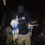FGE rescata tres ejemplares caninos durante cateo por maltrato animal en Uruapan